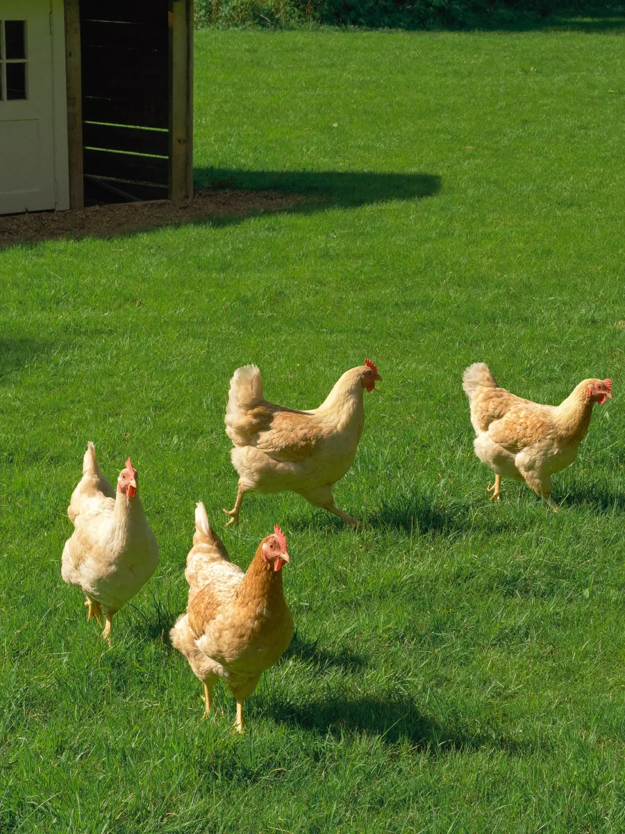 Zdravé svetlé kurčatá na zelenej pastve pri drevenom prístrešku